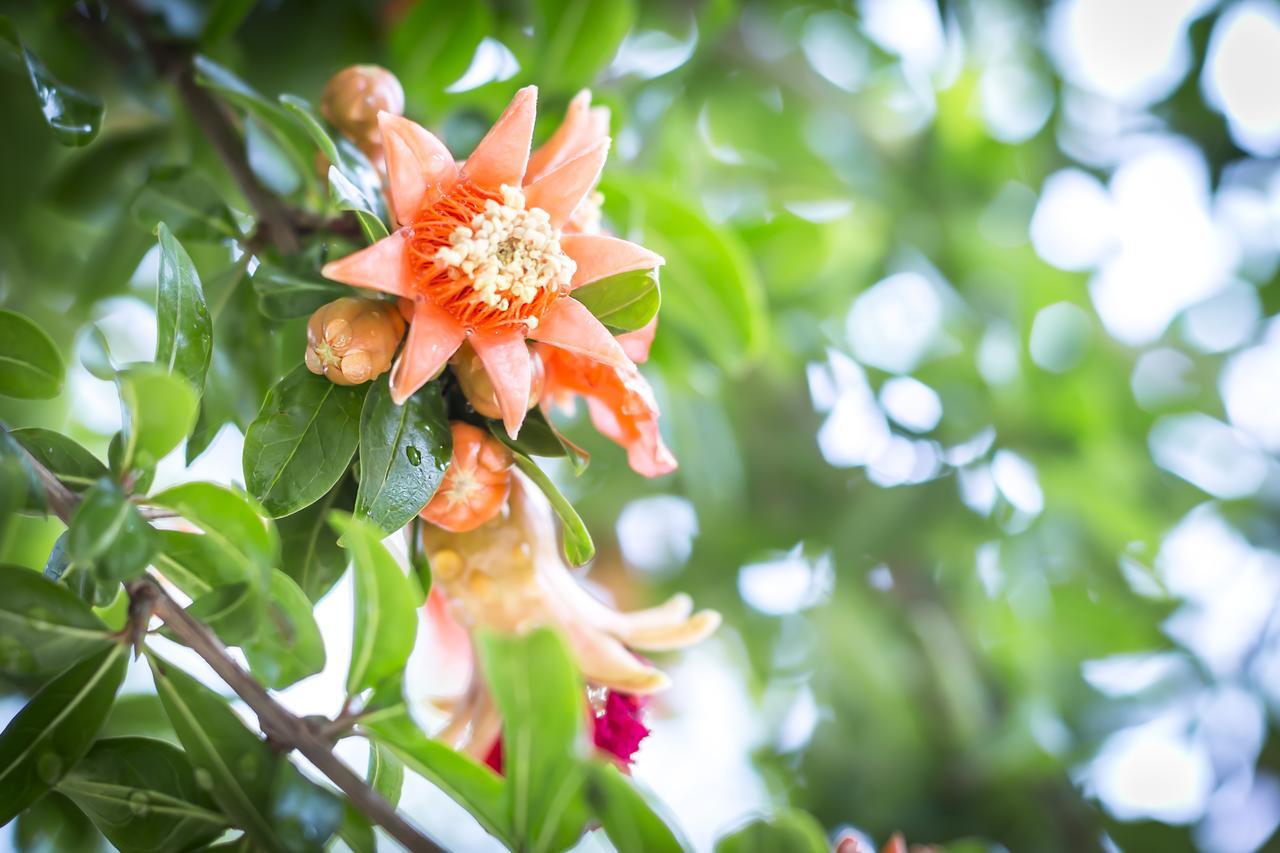 Mandarinoarancio Bed & Breakfast อเลซิโอ ภายนอก รูปภาพ